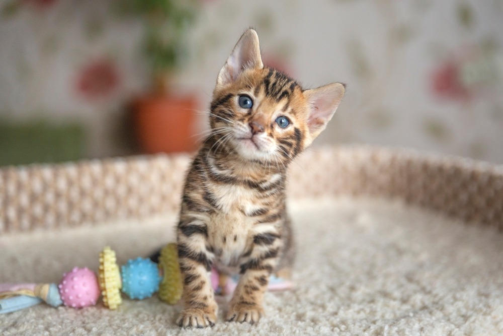 תמונה של חתול חמוד מאד